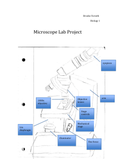 THEFINALLABREPORT - brooke