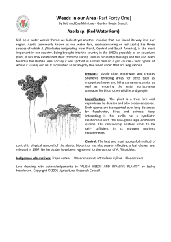 Article 41 Red Water Fern Red Azolla