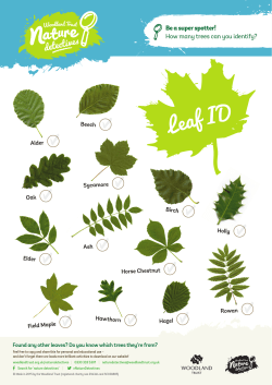 Leaf identification for kids - Nature Detectives