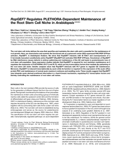 RopGEF7 Regulates PLETHORA-Dependent