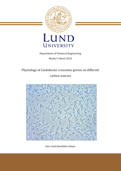 Physiology of Caulobacter crescentus grown on different carbon
