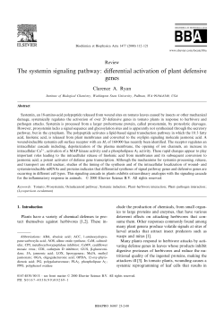 The systemin signaling pathway: differential