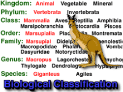 Classification