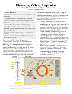 Discovering Cellular Respiration