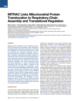 MITRAC Links Mitochondrial Protein Translocation to Respiratory