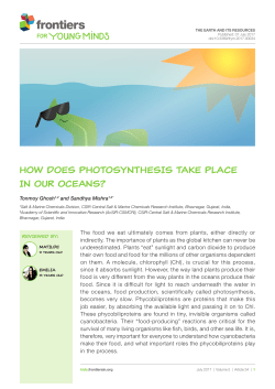 how does photosynthesis take place in our oceans?