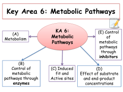 enzymes KA 6: Metabolic Pathways
