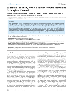 Substrate Specificity within a Family of Outer Membrane