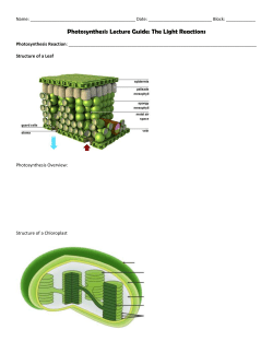 photosynthesis lecture guide - light reactions