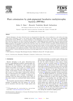 Plant colonization by pink-pigmented facultative methylotrophic