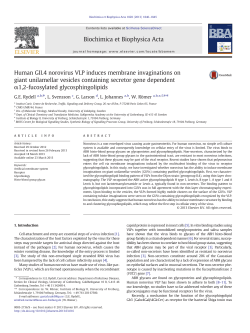 Human GII.4 norovirus VLP induces membrane