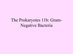 Classification of Microbes