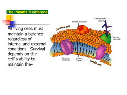 Cell membrane