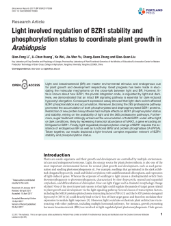 Light involved regulation of BZR1 stability and phosphorylation