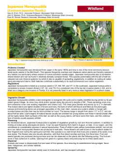 Japanese Honeysuckle - Mississippi State University