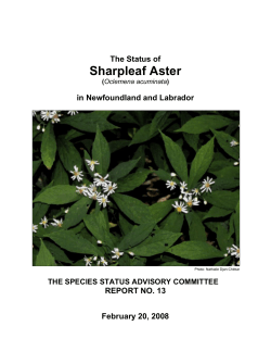 Sharpleaf Aster