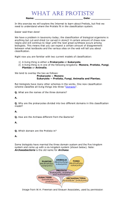 Protist Worksheet - hrsbstaff.ednet.ns.ca