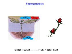 photosynthesis