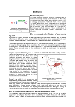 enzymes - Kensington Veterinary Hospital