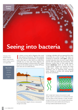 Seeing into bacteria