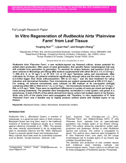 In Vitro Regeneration of Rudbeckia hirta `Plainview Farm` from Leaf