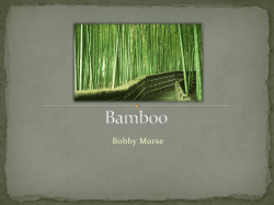 Bamboo - Personal Web Pages