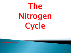 Nitrifying bacteria