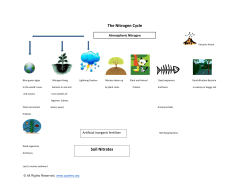 Student Nitrogen Cycle Diagram.doc