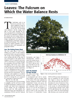 Leaves: The Fulcrum on Which the Water Balance Rests