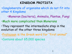 Kingdom Protista