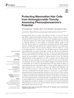 Protecting Mammalian Hair Cells from Aminoglycoside