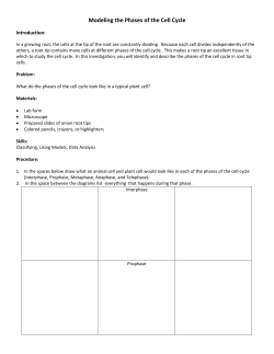 Modeling the Phases of the Cell Cycle