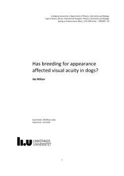 Figure 5. Visual acuity thresholds of all whippets (A) and pugs