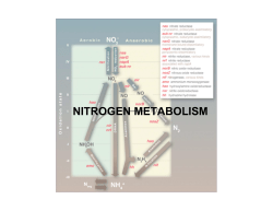 NITROGEN METABOLISM