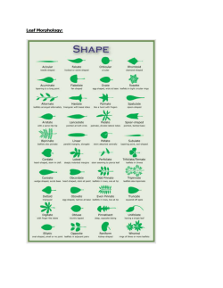 Other Terms - SVN3M Environmental Science
