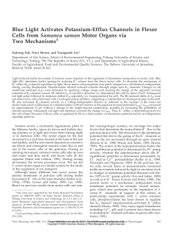 Blue Light Activates Potassium-Efflux Channels in Flexor Cells from