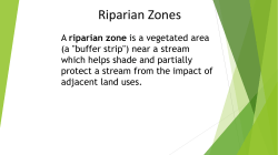 Riparian Zone PowerPoint