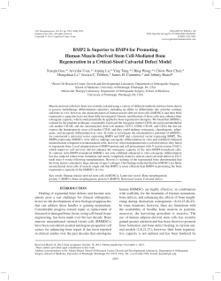 BMP2 Is Superior to BMP4 for Promoting Human Muscle