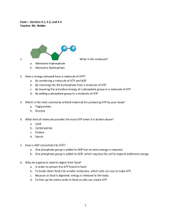 Test 1 (The Cell) - Mr. Nebbe`s Homepage
