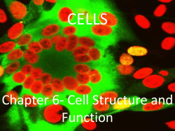 cells were basic units of all living things