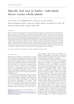Specific leaf area in barley: individual leaves