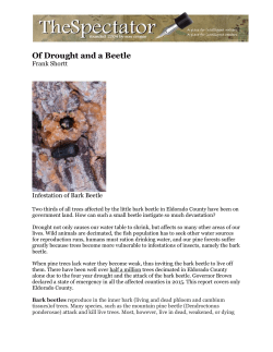 Of Drought and a Beetle