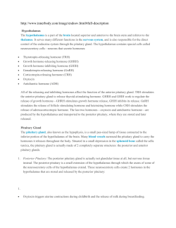 Physiology of the Endocrine System