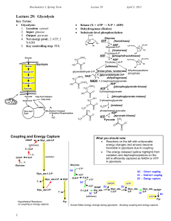 Glycolysis - Andrew.cmu.edu
