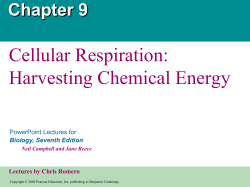 Control of cellular respiration in glycolysis