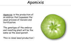 Apomixis