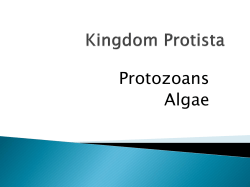 Protists - Amazon S3