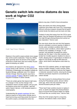 Genetic switch lets marine diatoms do less work at higher CO2