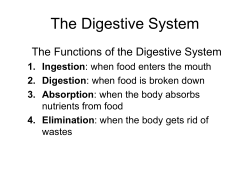 The Digestive System