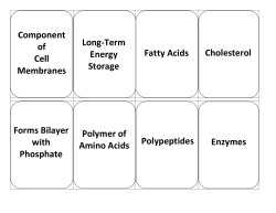 Component of Cell Membranes Long